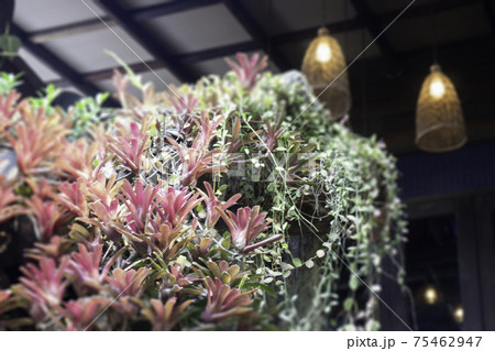 Ornamental plant in the garden 75462947