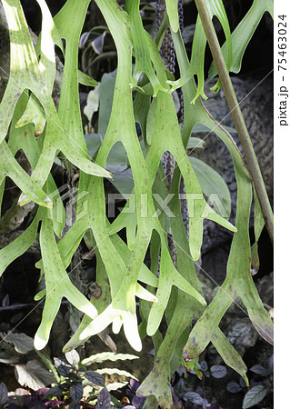 Ornamental plant in the garden Ornamental plant in the garden 75463024