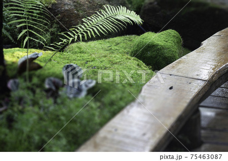 Ornamental plant in the garden 75463087