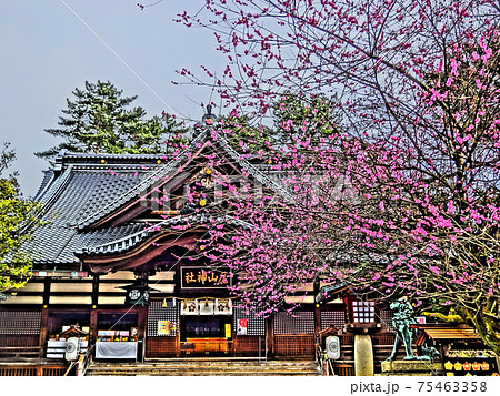 梅の花の咲く神社 75463358