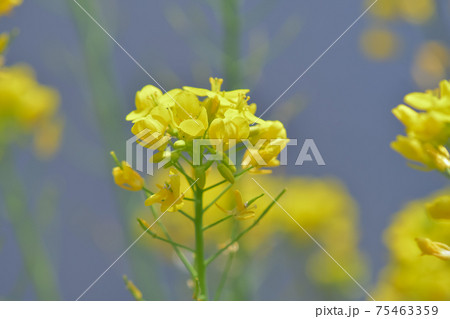 菜の花 75463359