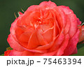 ローズレッドが美しいバラ 75463394