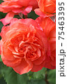 ローズレッドが美しいバラ 75463395