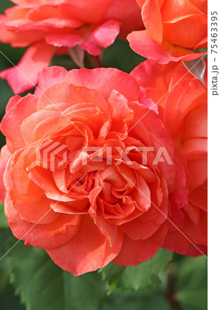 ローズレッドが美しいバラ 75463395