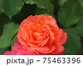 ローズレッドが美しいバラ 75463396