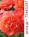ローズレッドが美しいバラ 75463397