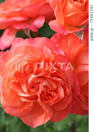 ローズレッドが美しいバラ 75463397