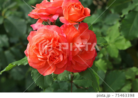 ローズレッドが美しいバラ 75463398