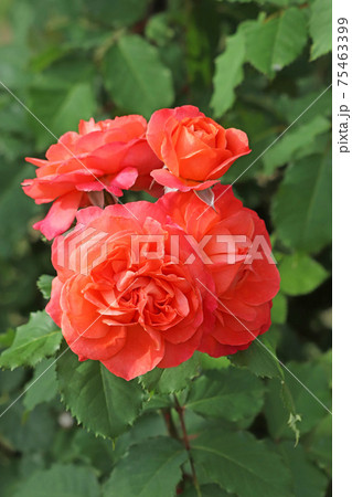 ローズレッドが美しいバラ 75463399