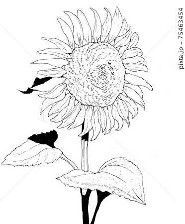 Pen Drawing Sunflower Stock Illustration