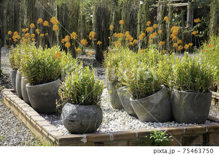 Colorful orchid farm cafe and agricultural industry Colorful orchid farm cafe and agricultural industry 75463750