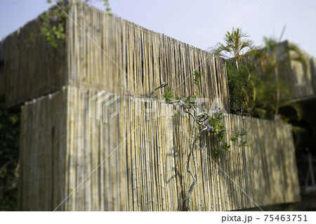 Ornamental plant in the garden 75463751