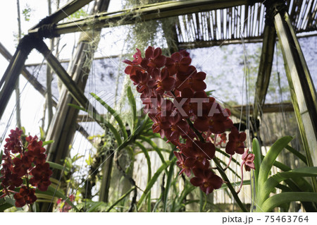 Colorful orchid farm cafe and agricultural industry 75463764