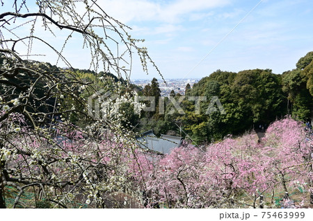 大縣神社頂上の梅の絶景 大縣神社頂上の梅の絶景 75463999