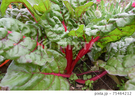 ビーツ ビーツ 75464212