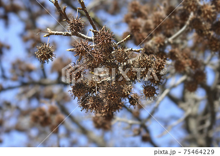 American sweetgum American sweetgum 75464229