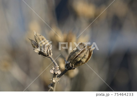 Rose Of Sharon 75464233