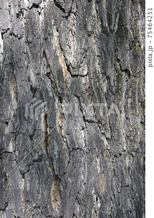 Eastern black walnut Eastern black walnut 75464251