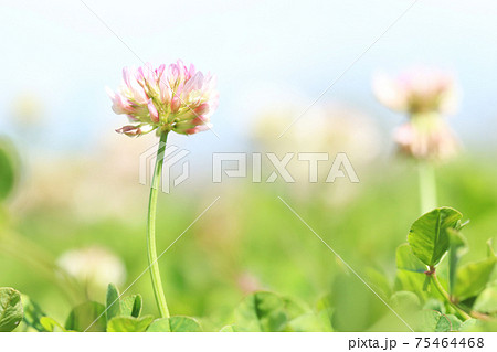 シロツメグサの花 75464468