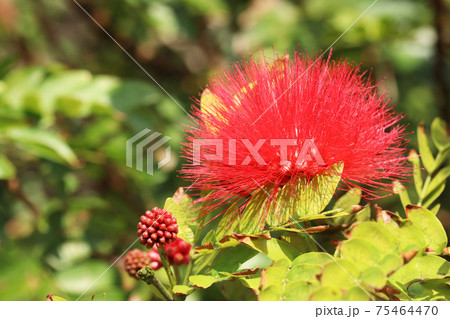ベニコウガンの花 ベニコウガンの花 75464470