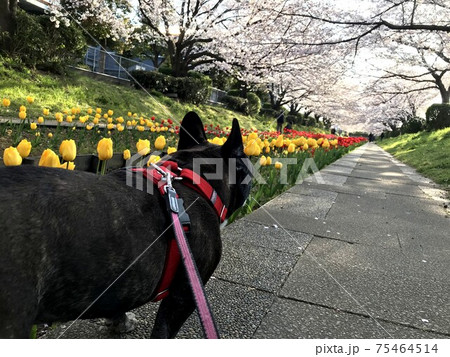 江川せせらぎ緑道お花見散歩 江川せせらぎ緑道お花見散歩 75464514