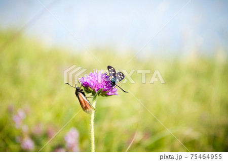 Scarlet tiger moth on clover flower close up. 75464955
