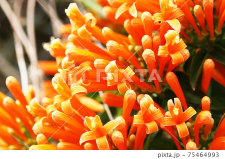 カエンカズラの花 カエンカズラの花 75464993