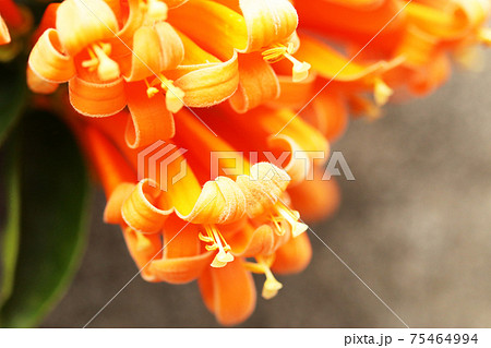 カエンカズラの花 カエンカズラの花 75464994