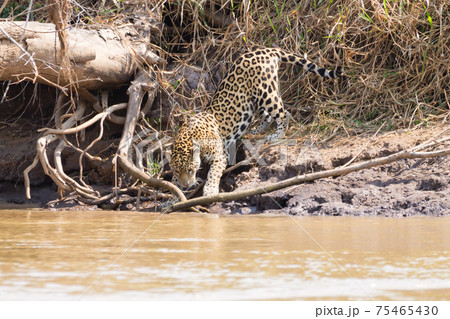 Jaguar from Pantanal, Brazil 75465430