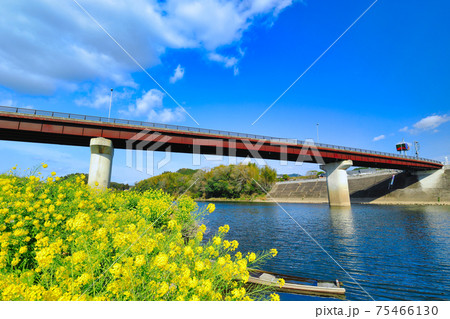 菜の花と青空 川内川に架かる山崎橋の河川敷にて 菜の花と青空 川内川に架かる山崎橋の河川敷にて 75466130