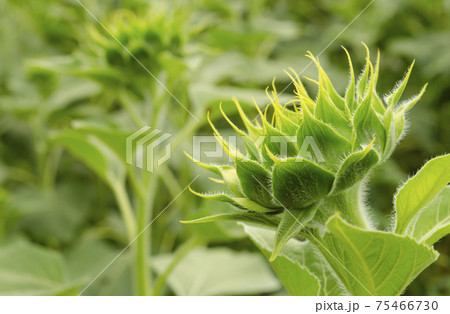 Close up young sunflower the flower is not fully grown in the field and blur background.small depth of field. Nature agricultural background Close up young sunflower the flower is not fully grown in the field and blur background.small depth of field. Nature agricultural background 75466730