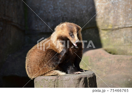 日向ぼっこ中のニホンアナグマ Meles anakuma 日向ぼっこ中のニホンアナグマ Meles anakuma 75466765