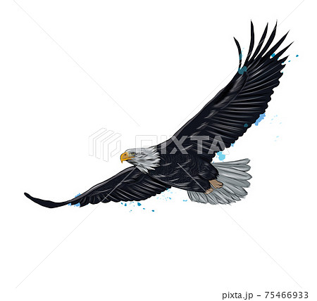 Flying bald eagle from a splash of watercolor, colored drawing, realistic 75466933
