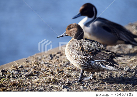 野鳥イメージ素材 オナガガモのメスとオス 千葉県 21年1月の写真素材