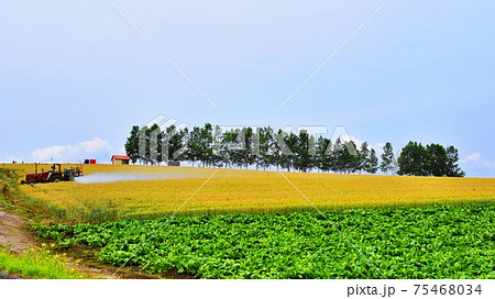 北海道美瑛の風景 75468034