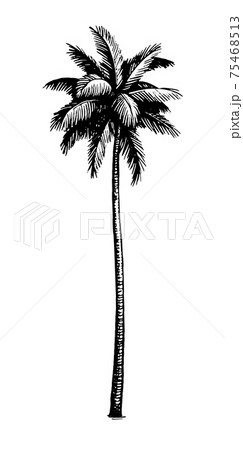 Coconut palm tree. 75468513