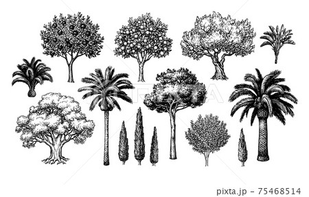 Mediterranean trees big set. 75468514