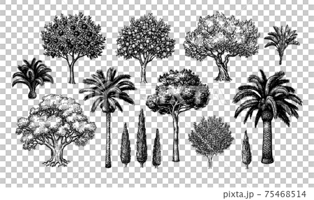Mediterranean trees big set. 75468514
