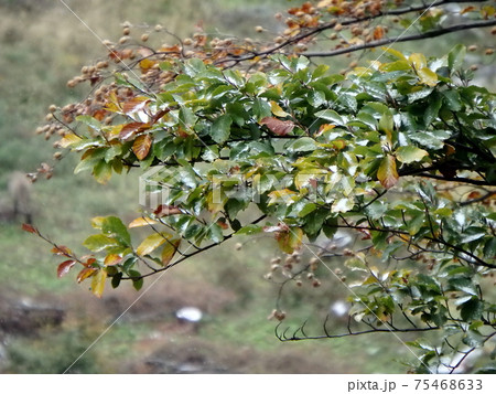 beech leaves, beech branches, 75468633