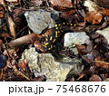 fire salamander 75468676