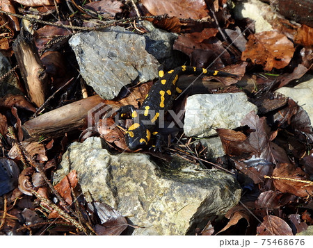 fire salamander fire salamander 75468676