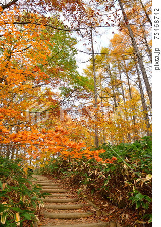 紅葉イメージ(福島県) 紅葉イメージ(福島県) 75468742