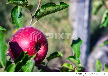 Ripe apple on a tree Ripe apple on a tree 75469354
