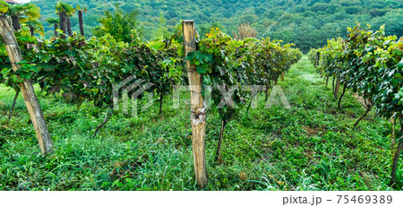 The vineyard in Lopota 75469389