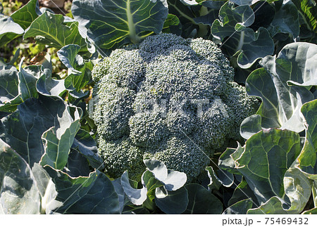 ブロッコリー　ブロッコリー畑　健康野菜 75469432