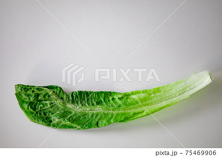 新鮮なロメインレタス　(香川産) 75469906