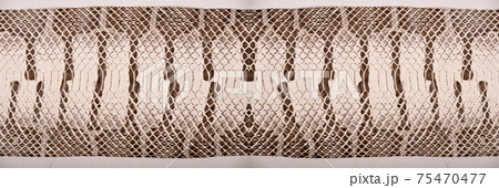 Natural snake skin is used for luxury clothes and accessories 75470477
