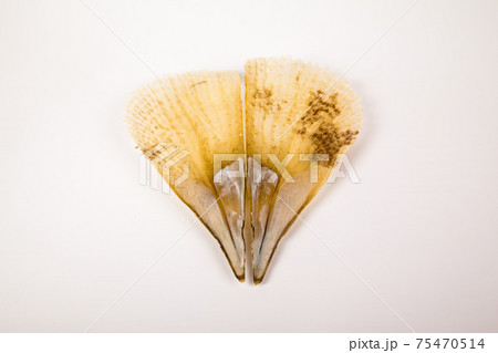 Pinna nobilis is an endangered shellfish with its interesting appearance, fragile sea shell Pinna nobilis is an endangered shellfish with its interesting appearance, fragile sea shell 75470514
