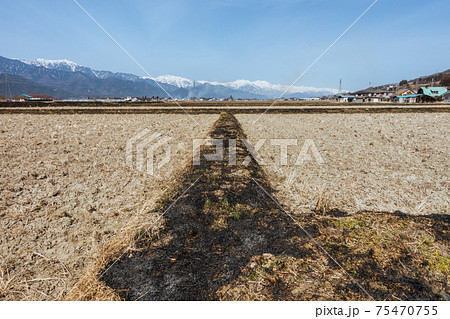 【春の風物詩】田んぼの畦焼き 75470755