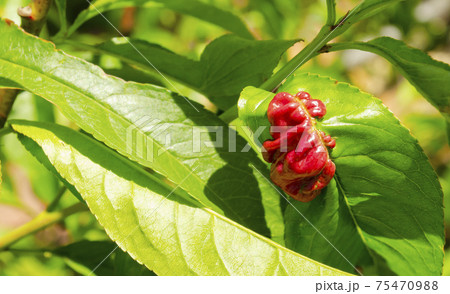 Rosy apple aphid Dysaphis Plantaginea. Plant disease, Detail of affected leaf in spring. Space for text Rosy apple aphid Dysaphis Plantaginea. Plant disease, Detail of affected leaf in spring. Space for text 75470988